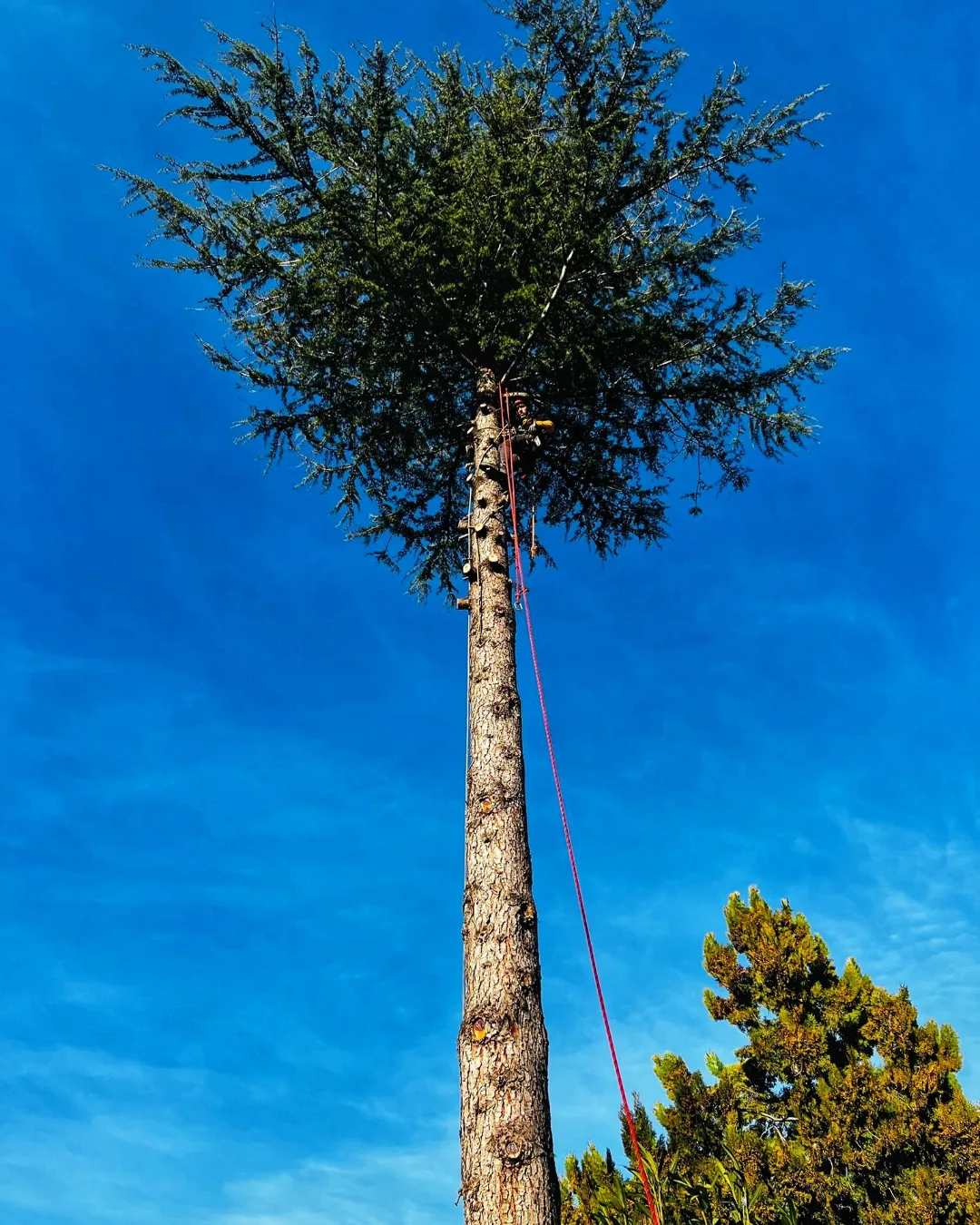 Poda en Altura