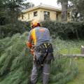 La Importancia de la Poda en Altura para el Mantenimiento de Áreas Verdes 🌳✂️